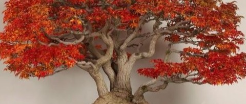 Immagine principale