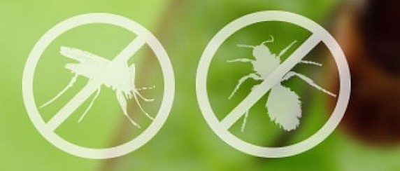 Avviso disinfestazione contro insetti alati