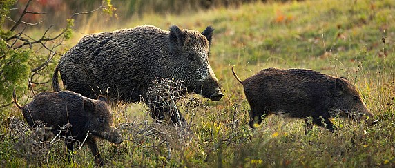 AVVISO: Ammissione al corso per coadiutori controllo fauna selvatica Provincia Gallura Nord Est Sardegna-Specie Cinghiale