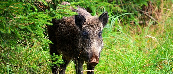 Corsi di Formazione e Aggiornamento per Coadiutori nelle Attività di Gestione e Controllo della Fauna Selvatica per l’Iscrizione all’Albo della Provincia Gallura Nord Est Sardegna