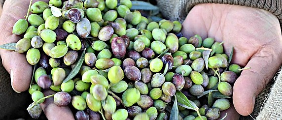 AVVISO - RICHIESTA CONCESSIONE PER LA RACCOLTA DELLE OLIVE DAGLI ALBERI DIMORANTI SU AREE COMUNALI