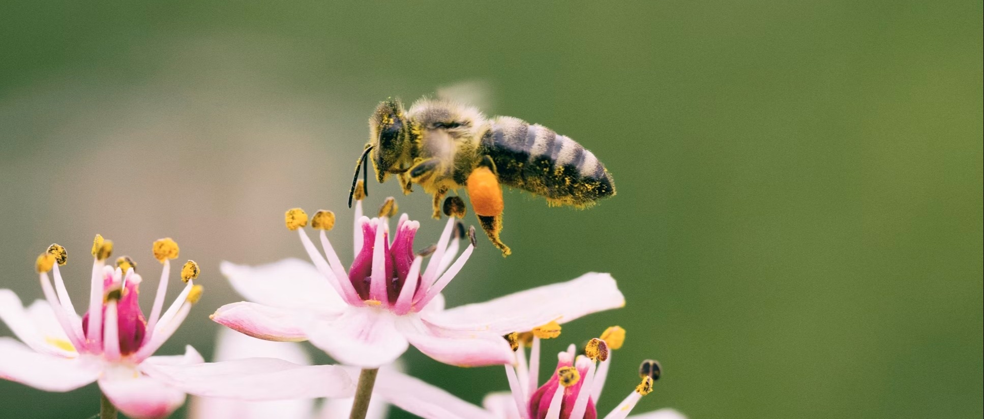 Alla scoperta del giardino delle api