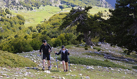 FRANCESCO SALLORENZO