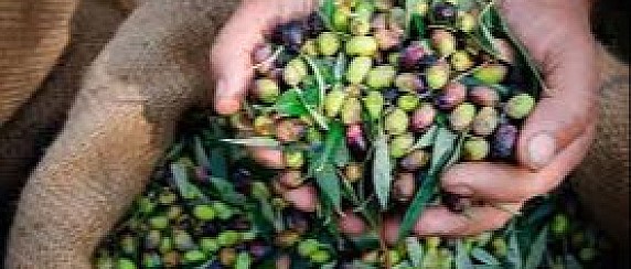 Avviso pubblico per la concessione temporanea gratuita della raccolta delle olive sui terreni di proprietà comunale - stagione 2025.