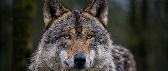 Campagna di studio, ricerca e monitoraggio della fauna selvatica nel Parco Monti Ausoni e Lago di Fondi