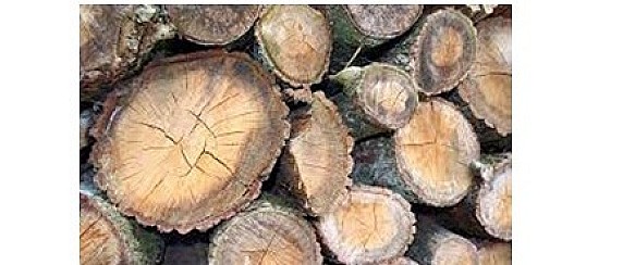 Manifestazioni di interesse relative all’ assegnazione del legnatico proveniente dai boschi comunali