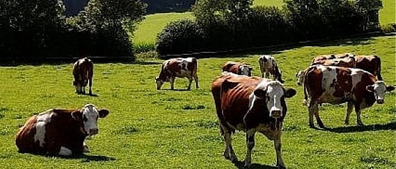 GODIMENTO PASCOLI COMUNALI ANNO 2026