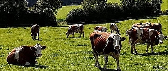 GODIMENTO PASCOLI COMUNALI ANNO 2026