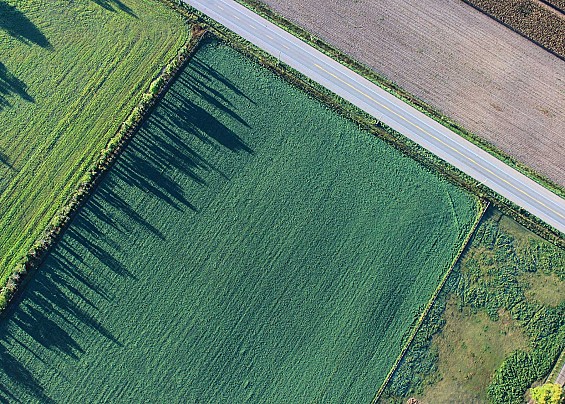 Conservazione del Nuovo Catasto Terreni - Verificazioni quinquennali gratuite - Zona Agraria 1°.