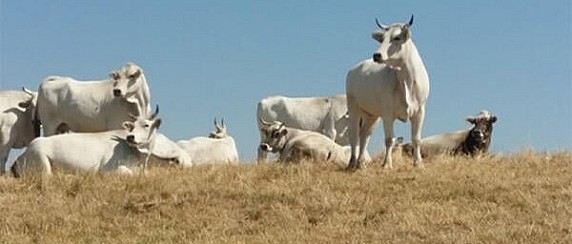 Richiesta autorizzazione all'esercizio del pascolo nel poligono militare di Carpegna