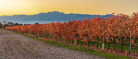 Giornata mondiale dell'Enoturismo