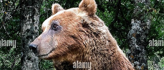 MISURE PER LA GESTIONE DI ORSI CONFIDENTI PRESENTI SUL TERRITORIO COMUNALE.