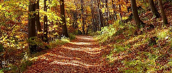 Immagine non trovata