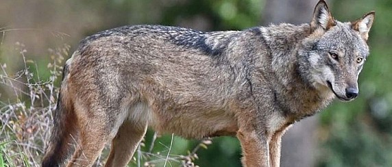 PRESENZA DI LUPI IN AREE ANTROPIZZATE