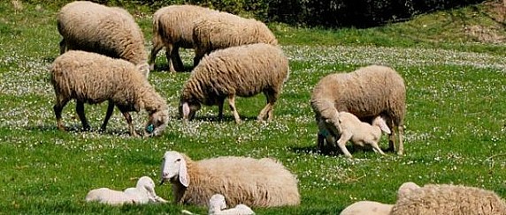 Concessione terreni uso civico pascolo