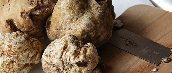 Avviso per la presentazione telematica delle domande di indennita’ per la conservazione del patrimonio tartufigeno regionale