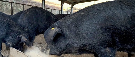 CAMPAGNA DI MACELLAZIONE A DOMICILIO DEI SUINI PER USO FAMILIARE - STAGIONE 2025-2026