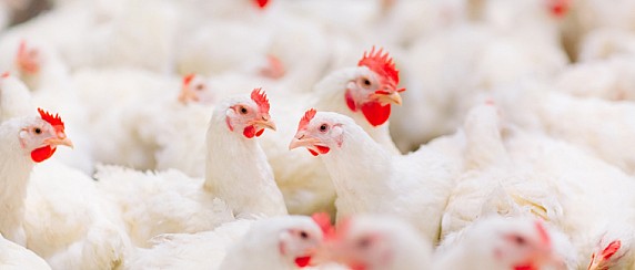 Ordinanza revoca zona di protezione da influenza aviaria intorno al focolaio 061LO014