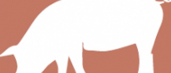 Macellazione suini per consumo domestico