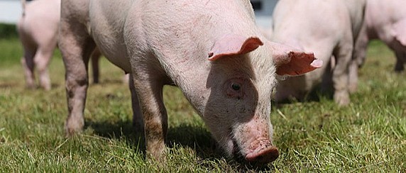 Campagna di macellazione a domicilio dei suini per uso familiare. Stagione 2025/2026