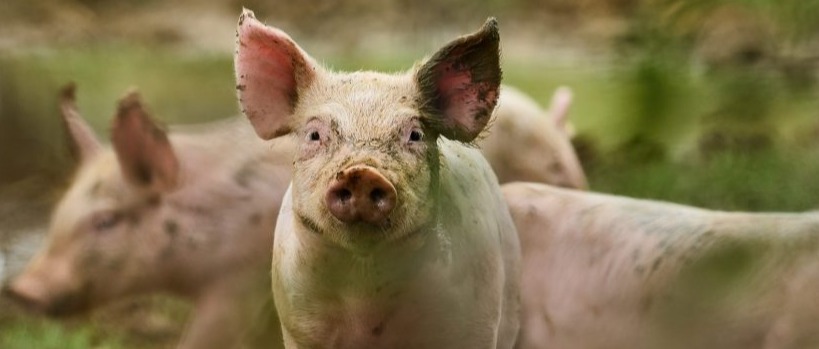 Macellazione domiciliare dei suini per autoconsumo. Campagna 2025/2026 Procedure Operative