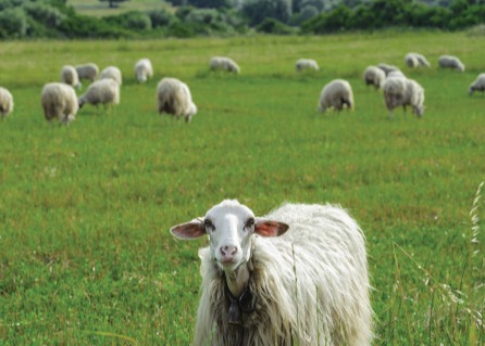 Terreni comunali destinati a pascolo - Avviso Concessioni 2026