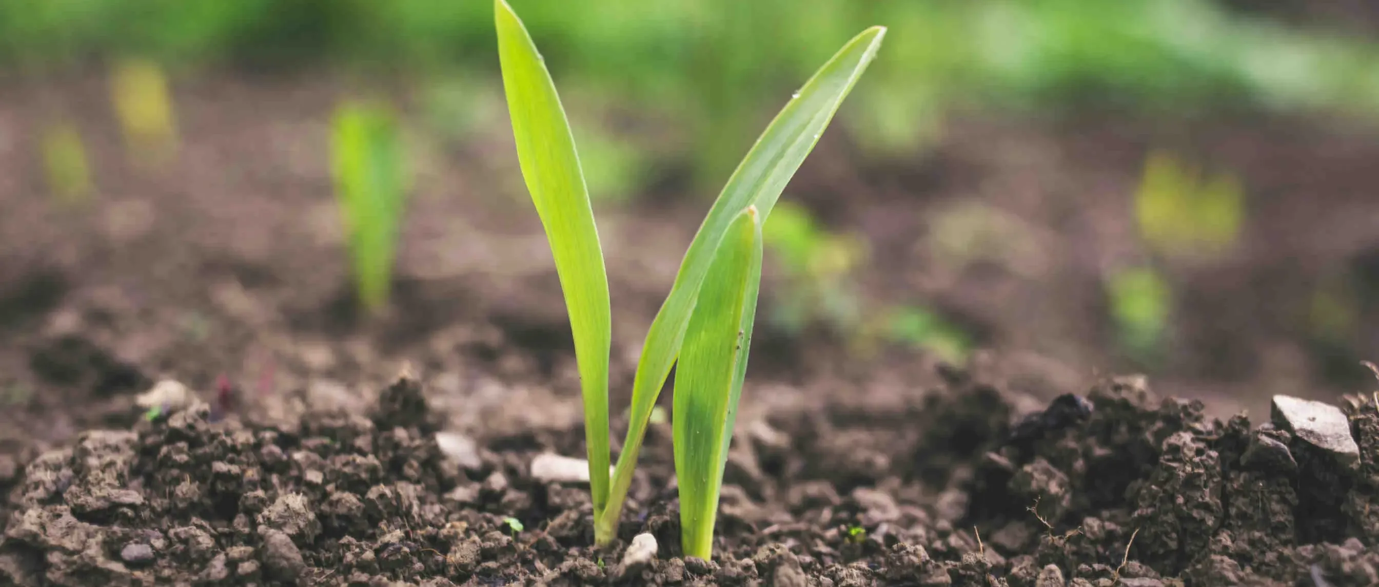 Giornata mondiale del suolo