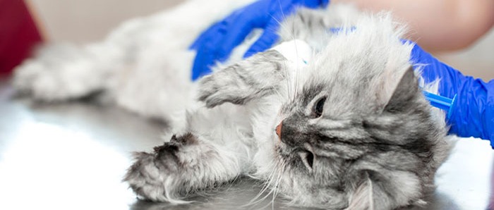 CAMPAGNA DI STERILIZZAZIONE E IDENTIFICAZIONE DI GATTI DI PROPRIETÀ E RANDAGI ANCHE APPARTENENTI A COLONIE FELINE RICONOSCIUTE