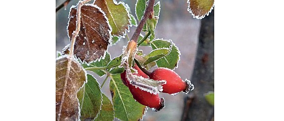 Collebeato Informa 2025 - dicembre