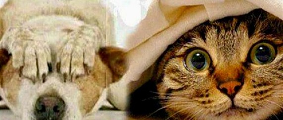 Campagna di sensibilizzazione del Comune di Castel Frentano sull’uso corretto e consapevole degli articoli pirotecnici