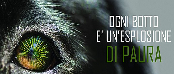 Capodanno: tutela degli animali e divieto di botti sul territorio comunale