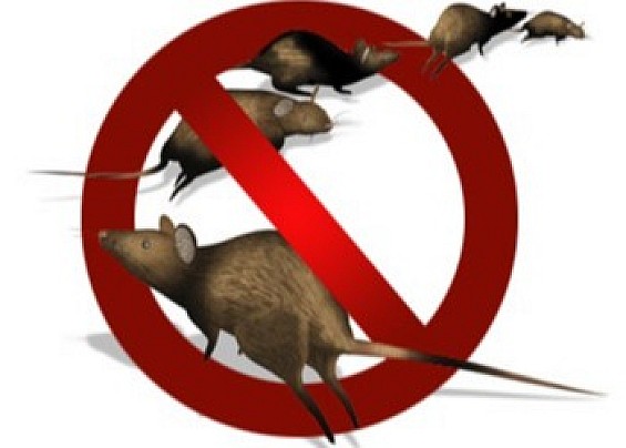 PRIMO INTERVENTO DI DERATTIZZAZIONE