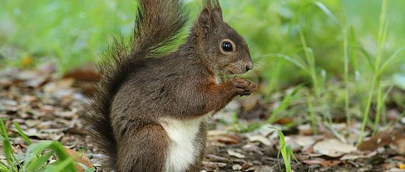 Le storie di scoiattolo ripartono