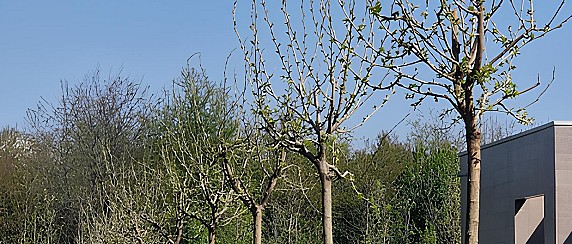 Preservazione del Verde e del Territorio