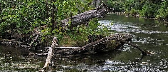 Autorizzazione alla raccolta del legname caduto nell'alveo dei corsi d'acqua
