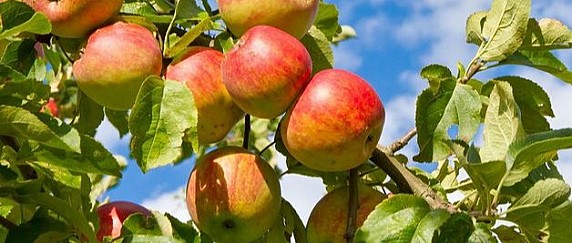 Corso di frutticoltura biologica