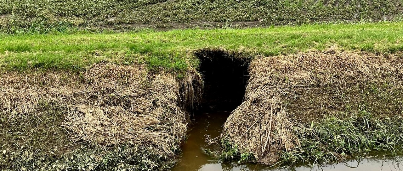 PIANO PROVINCIALE DI ERADICAZIONE, CONTROLLO E   CONTENIMENTO DELLA NUTRIA