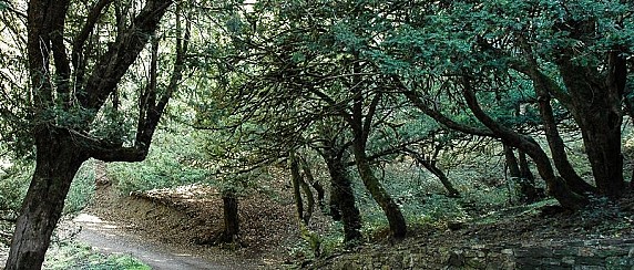 Selezioni FORESTAS - Avviso pubblico riservato ai cittadini residenti nei Comuni di Thiesi e Banari - Scadenza ore 14.00 del 26/01/2026