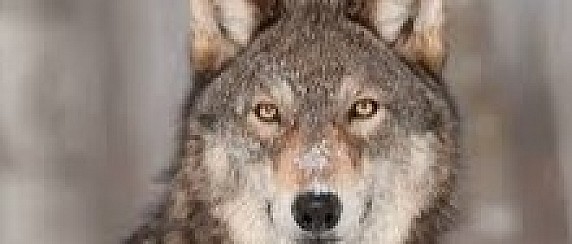 Ordinanza misure di prevenzione e sensibilizzazione relativamente alla presenza di lupi nel territorio comunale