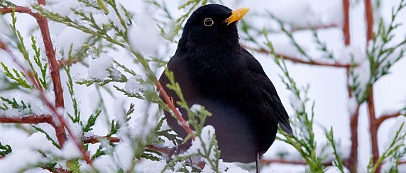 I Giorni della Merla