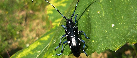 Tarlo asiatico del fusto