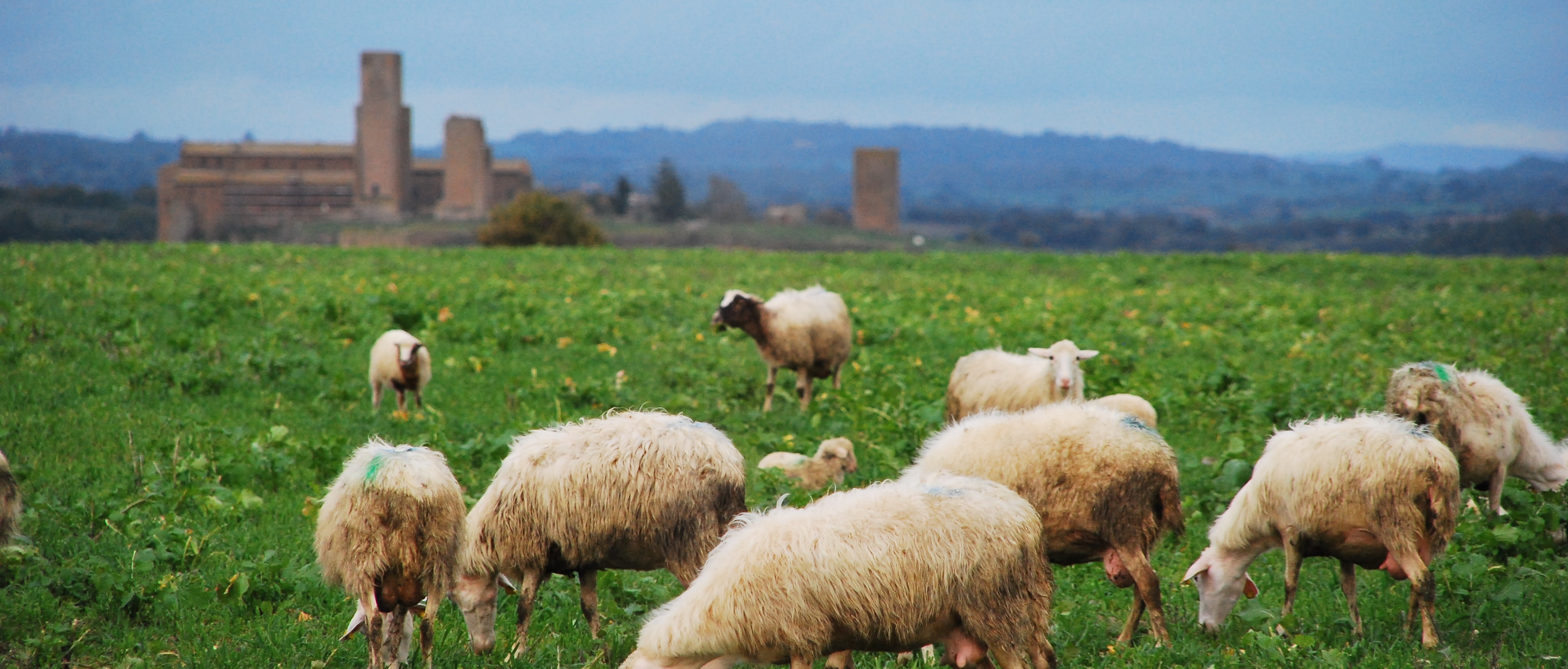 Ufficio Utenti Motori Agricoli U.M.A.