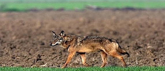 Avviso avvistamento lupi