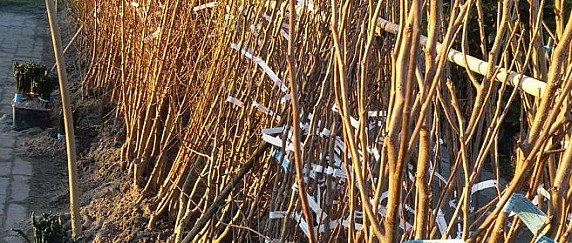 Diffusione della frutticoltura -acquisto piante-