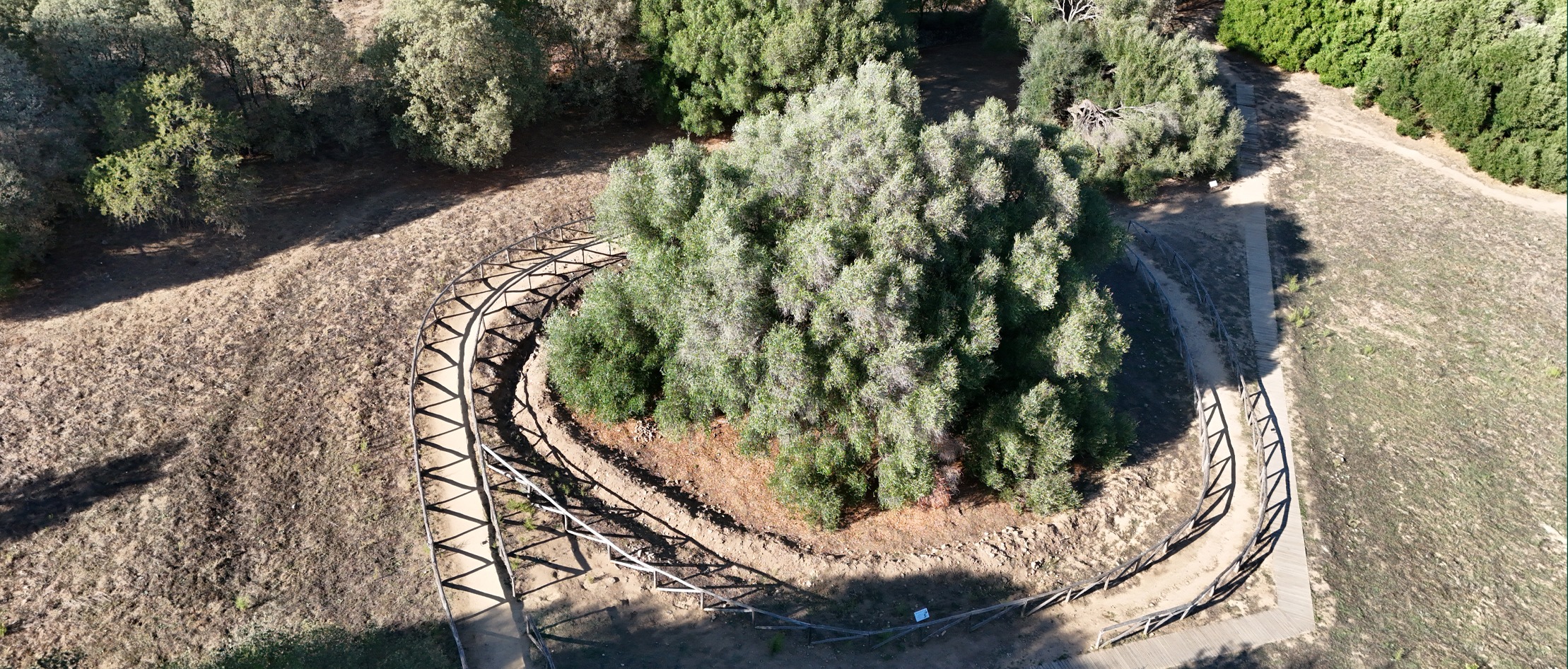 LURAS OTTIENE 35.000 EURO DALLA REGIONE PER LA VALORIZZAZIONE DEL MONUMENTO NATURALE DELL'OLIVASTRO MILLENARIO