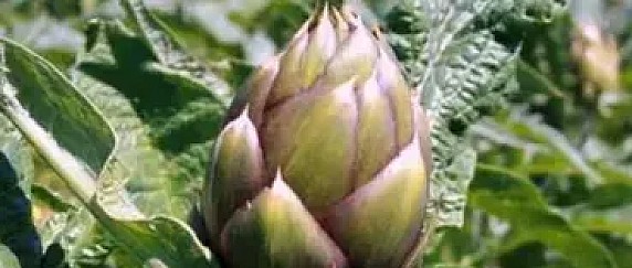 Sagra del Carciofo 2026