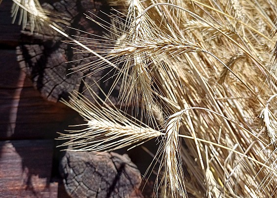 Immagine non trovata