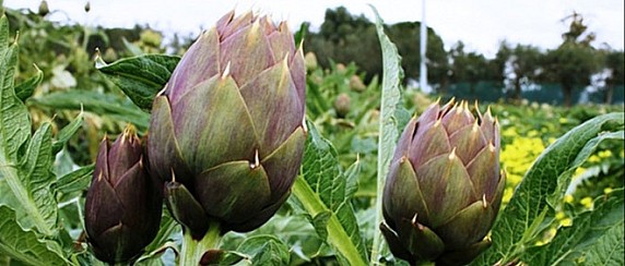 Avviso pubblico per l'assegnazione di posteggi per l'esercizio del commercio in occasione della Sagra del Carciofo 2026