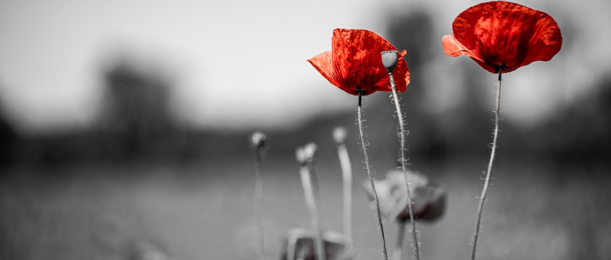 Giorno del Ricordo 2026: intitolato a Scurcola Marsicana il “Largo Martiri delle Foibe”