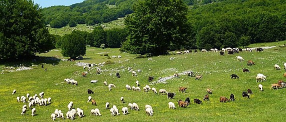 Avviso FIDA Pascolo 2026